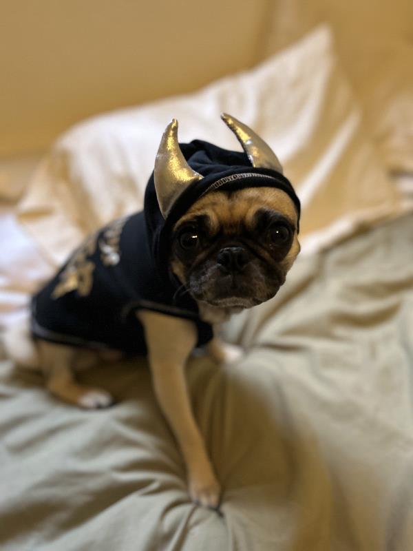 /images/uploads/pug nation rescue of los angeles/pugnation2024/entries/30770thumb.jpg